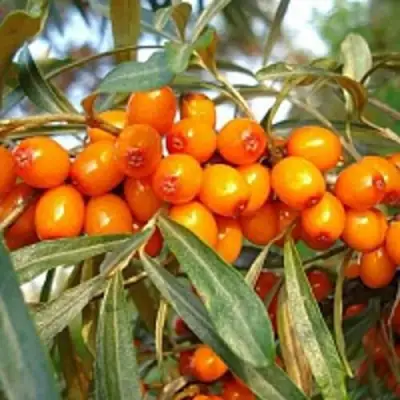 Облепиха БОТАНИЧЕСКАЯ в Молодечно