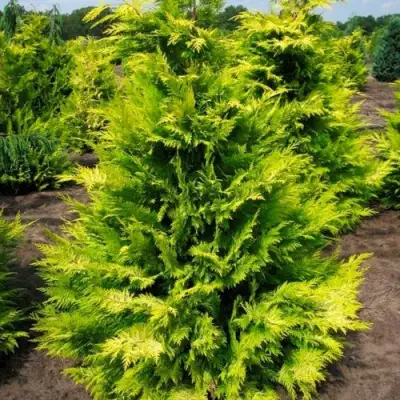 Кипарисовик ГОЛДЕН ВОНДЕР лавсона в Молодечно