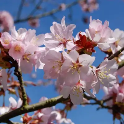 Вишня РАНЧО САРЖЕНТА в Молодечно
