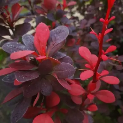 Барбарис РЕД ПИЛЛАР тунберга в Молодечно