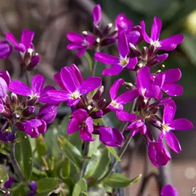 Арабис РОУЗ делайт в Молодечно