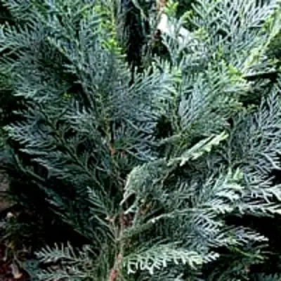 Кипарисовик ДАРТС БЛЮ РИББОН лавсона в Молодечно