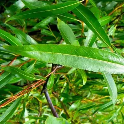 Ива ломкая  в Молодечно