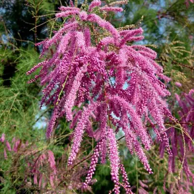 Тамарикс ПИНК КАСКАД в Молодечно