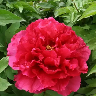 Пион АРОМАТНОЕ ВОСПОМИНАНИЕ древовидный в Молодечно