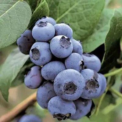 Голубика ПАТРИОТ в Молодечно