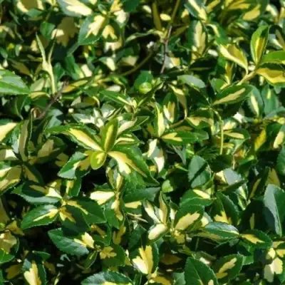 Бересклет САНСПОТ форчуна в Молодечно