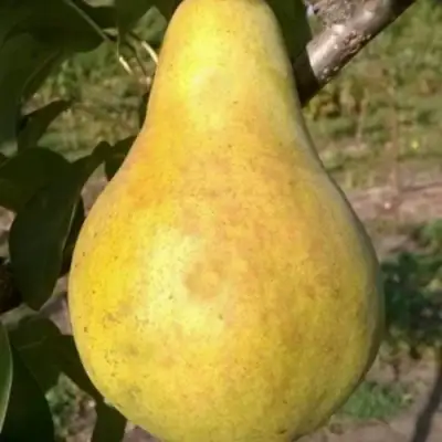 Груша КОНКОРД в Молодечно