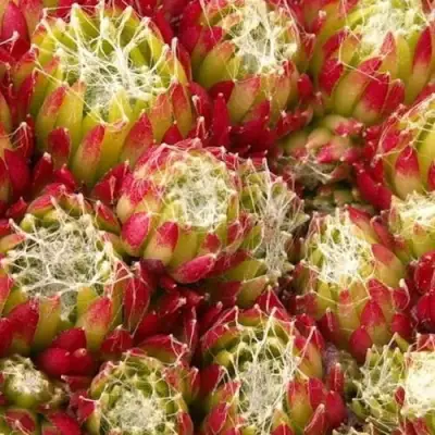 Молодило ХУКЕРА в Молодечно