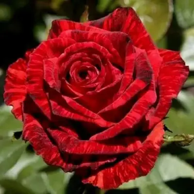 Роза РЕД ИНТУИШН чайно-гибридная в Молодечно