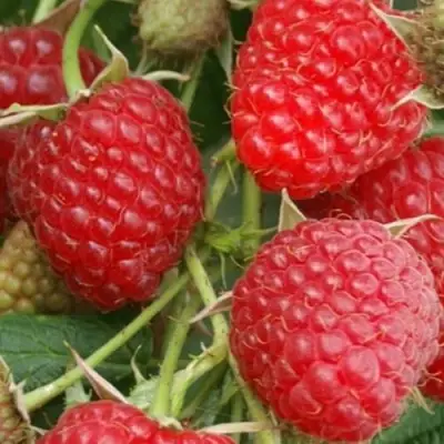 Малина КОЛОКОЛЬЧИК в Молодечно