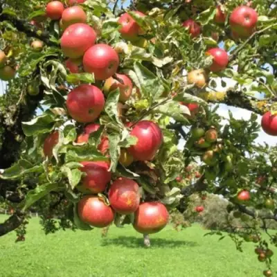 Яблоня ОРЛИК в Молодечно