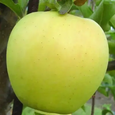 Яблоня ГОЛДЕН ДЕЛИШЕС в Молодечно