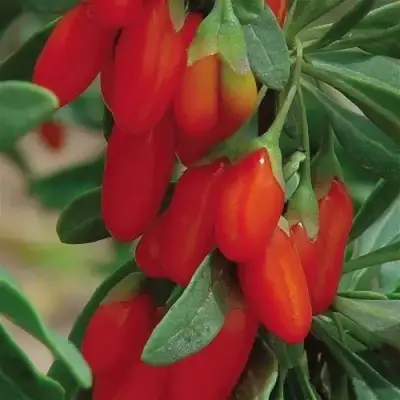 Годжи ВЯЧЕСЛАВ в Молодечно