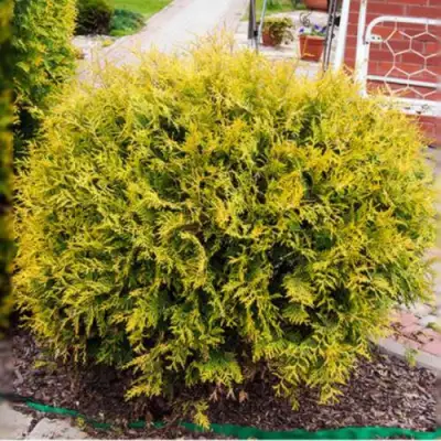 Туя КОЛЛЕРС ГОЛД складчатая в Молодечно