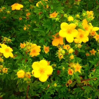 Лапчатка ГОЛДФИНГЕР кустарниковая в Молодечно