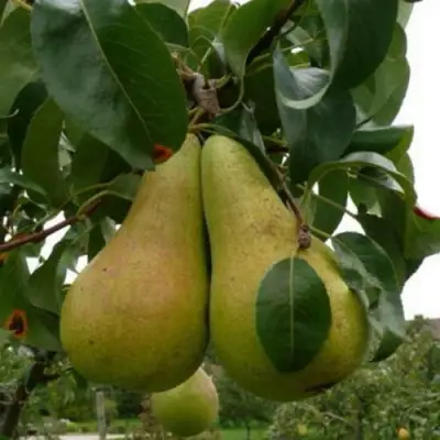 Груша КОНКОРД в Молодечно