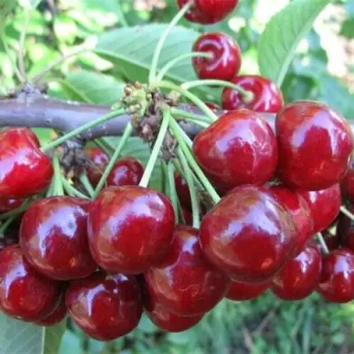 Вишня ДЕСЕРТНАЯ МОРОЗОВОЙ в Молодечно