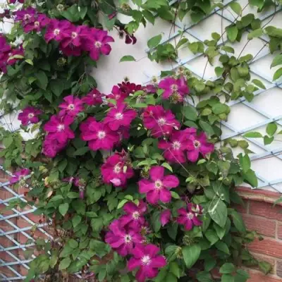 Клематис ЭРНЕСТ МАРКХАМ в Молодечно