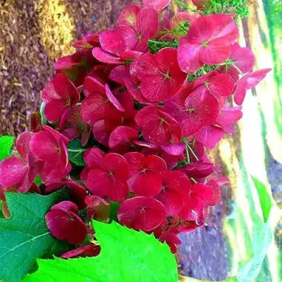 Гортензия АМЕТИСТ дуболистная в Молодечно