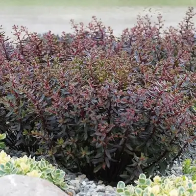 Очиток (седум) САНСПАРКЛЕР ДЖЕЙД ТАФФЕТ в Молодечно