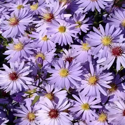 Астра БЛЮ ХЕВЕН сердцелистная в Молодечно