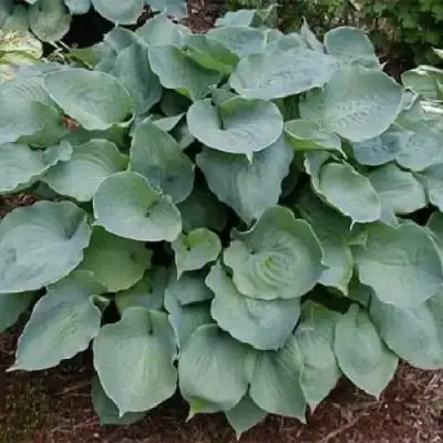 Хоста МУНЛАЙТ СОНАТА гибридная в Молодечно