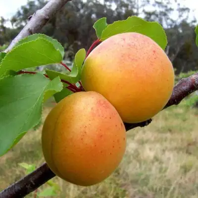 Абрикос ОРЛОВЧАНИН  в Молодечно