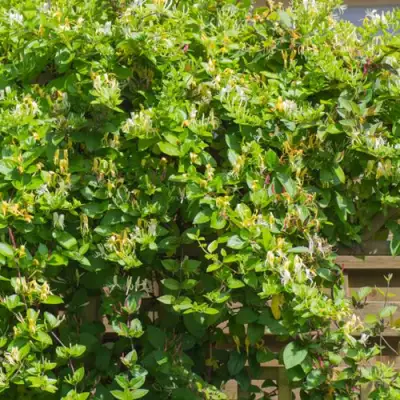 Жимолость ХАЛЛИАНА японская (Хелиана) в Молодечно