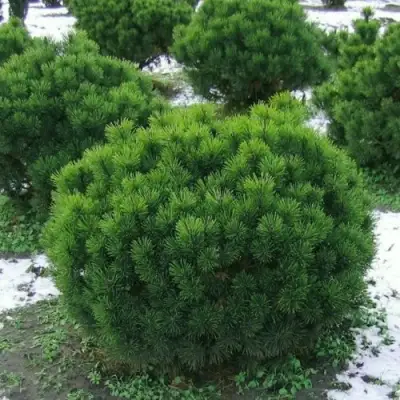 Сосна горная МУГУС в Молодечно