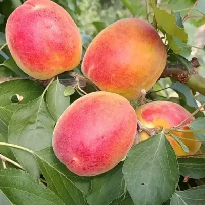 Абрикос ОСОБЕННЫЙ ДЕНИСЮКА в Молодечно