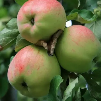 Яблоня УТРО в Молодечно