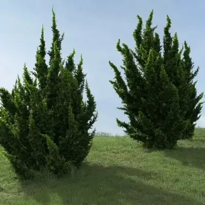 Можжевельник КАЙЗУКА китайский в Молодечно