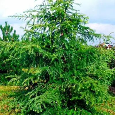 Лиственница европейская в Молодечно