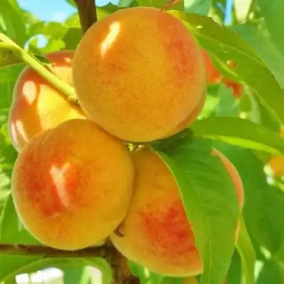 Персик ВЕТЕРАН в Молодечно