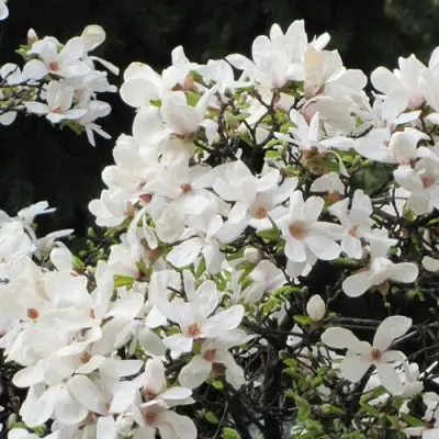 Магнолия КОБУС в Молодечно