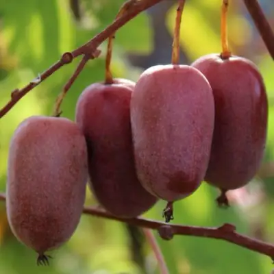 Актинидия ПУРПУРНО САДОВАЯ  аргута в Молодечно