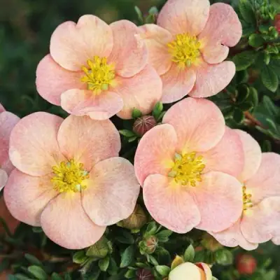 Лапчатка ДЕЙДАУН кустарниковая  в Молодечно