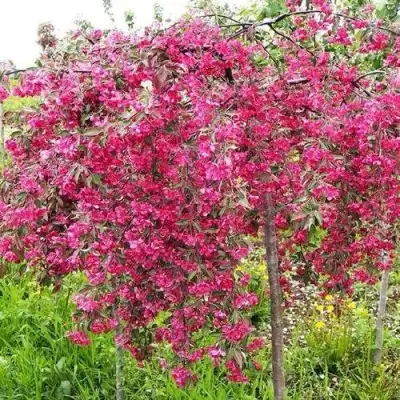 Яблоня КИНГ БЬЮТИ декоративная в Молодечно