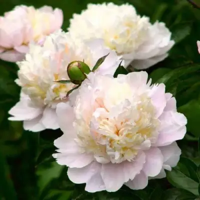 Пион ШИРЛИ ТЕМПЛ травянистый в Молодечно