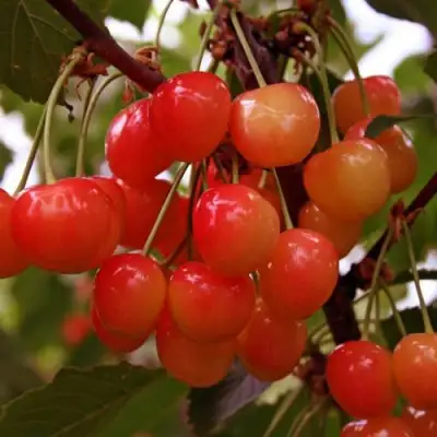 Черешня ФАТЕЖ в Молодечно