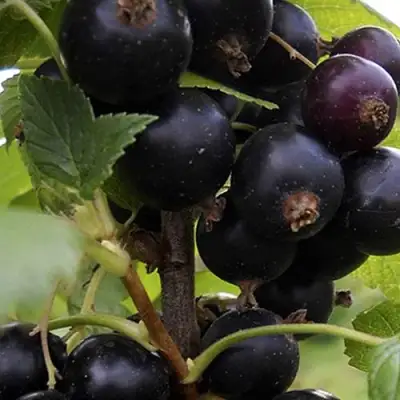 Смородина чёрная НЕСТЕР КОЗИН в Молодечно