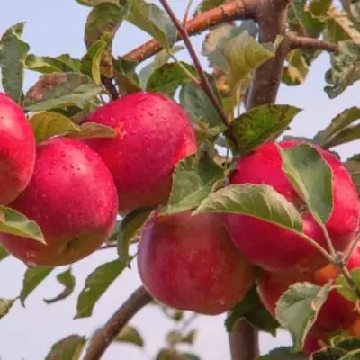 Яблоня РОЖДЕСТВЕНСКОЕ в Молодечно