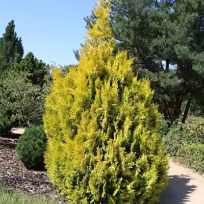 Туя СТОУНХАМ ГОЛД складчатая в Молодечно