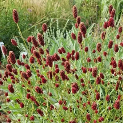 Кровохлебка БИТЛВИНГЗ в Молодечно