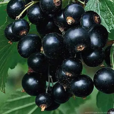 Смородина черная БЕН КОНАН в Молодечно