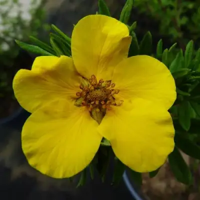 Лапчатка ГОЛДФИНГЕР кустарниковая в Молодечно