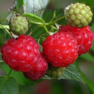 Малина СОЛНЫШКО в Молодечно