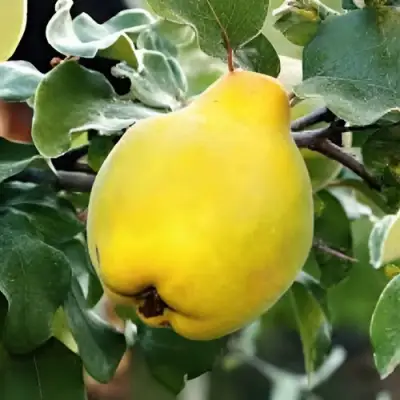 Айва МИР в Молодечно