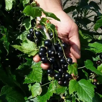 Смородина чёрная СЕЛЕЧЕНСКАЯ в Молодечно